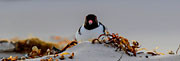 Hooded plover