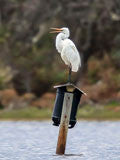 Little egret