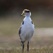 Masked lapwing