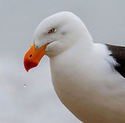 Pacific gull