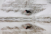 Pied oystercatcher 1