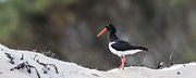 Pied oystercatcher 2