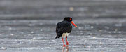 Pied oystercatcher 3