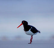 Pied oystercatcher 4