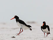Pied oystercatchers 1