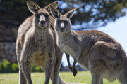 Forester kangaroo couple, Maria Island