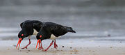 Pied oystercatchers 2