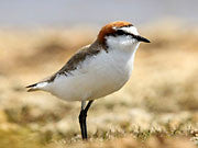 Red-capped plover