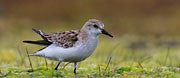 Red-necked stint 1