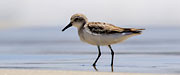 Red-necked stint 2