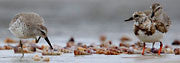 Sharp-tailed sandpiper and ruddy turnstone 1