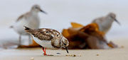 Sharp-tailed sandpiper and ruddy turnstone 2