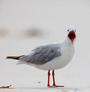 Silver gull 1