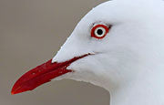Silver gull 2