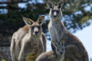 Forester kangaroo family, Maria Island