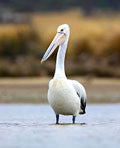 Australian Pelican 2