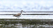 Common Greenshank