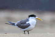 Crested Tern