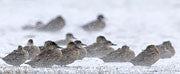 Grey Teal 1