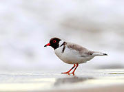 Hooded Plover