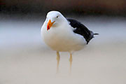 Pacific Gull 1