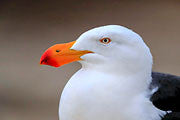 Pacific Gull 2