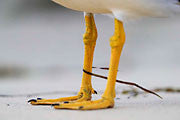 WI38:: Pacific Gull 3
