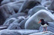 WI39:: Pied Oystercatcher (juvenile)