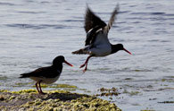 Pied Oystercachers