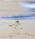 WI41:: Red-capped Plover 1