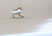 WI42:: Red-capped Plover 2