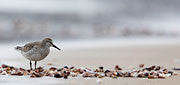 WI43:: Great Knot
