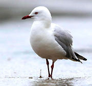 WI44:: Silver Gull 1