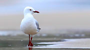 WI45:: Silver Gull 2