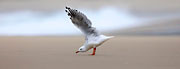 WI46:: Silver Gull 3