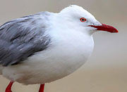WI47:: Silver Gull 4