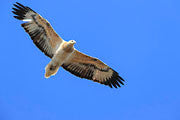 WI48:: White-bellied Sea eagle