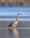 WI49:: White-faced Heron