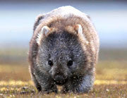 WI50:: Wombat 1