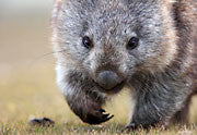 WI51:: Wombat 2