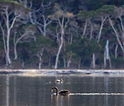 WI52:: Black Swan, Moulting Lagoon