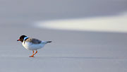 WI53:: Hooded Plover 2