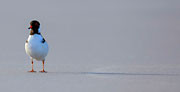 WI54:: Hooded Plover