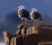 WI55:: Pacific Gulls