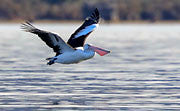 WI56:: Pelican 1
