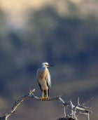 WI58:: White-faced Heron