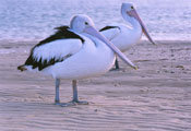 Pelicans