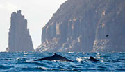 WI60:: Humpback whale and calf