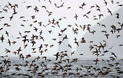 WI61:: Short-tailed Shearwaters 1