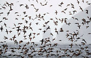 WI61:: Short-tailed Shearwaters 1